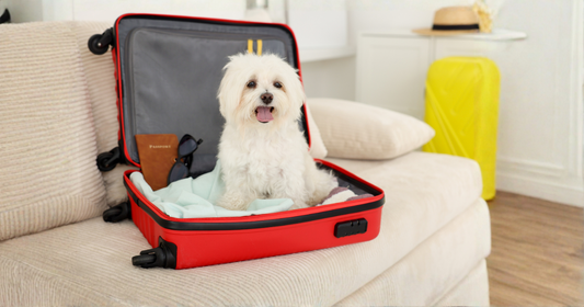 Lemmikki mukaan matkalle – näin valitset oikean laukun tai repun